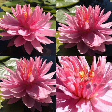 Nymphaea lily pons  matthijs plantenpaleis  waterlilies 1 5