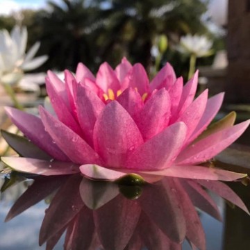 Nymphaea madame wilfron gonnere  matthijs plantenpaleis waterlelies 1