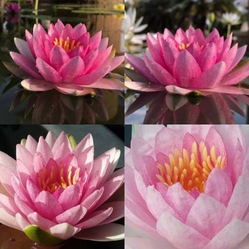 Nymphaea madame wilfron gonnere  matthijs plantenpaleis waterlelies 3