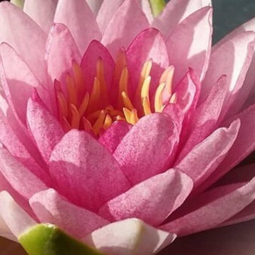 Nymphaea madame wilfron gonnere  matthijs plantenpaleis waterlelies 4