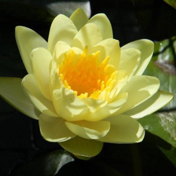 Nymphaea marliacea chromatella matthijs plantenpaleis 1