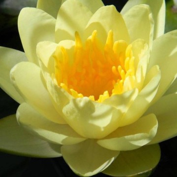 Nymphaea marliacea chromatella matthijs plantenpaleis 2