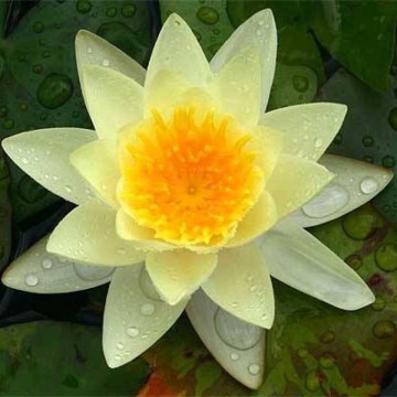 Nymphaea marliacea chromatella matthijs plantenpaleis 3