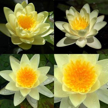 Nymphaea marliacea chromatella matthijs plantenpaleis 4