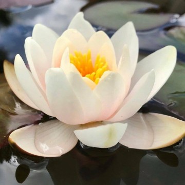 Nymphaea mary patricia   matthijs plantenpaleis waterlelies 1