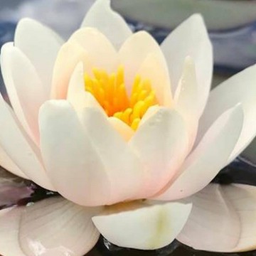 Nymphaea mary patricia   matthijs plantenpaleis waterlelies 2