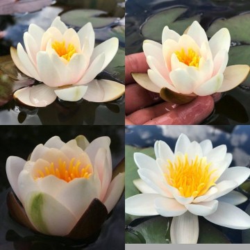 Nymphaea mary patricia   matthijs plantenpaleis waterlelies 3