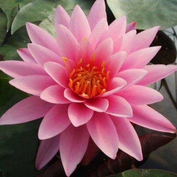 Nymphaea mayla matthijs hazeleger   de grote tuinverbouwing waterlilies 1 1