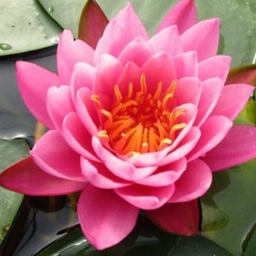 Nymphaea mayla matthijs hazeleger   de grote tuinverbouwing waterlilies 1 2