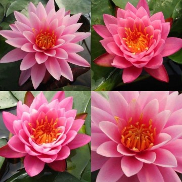 Nymphaea mayla matthijs hazeleger   de grote tuinverbouwing waterlilies 1 3