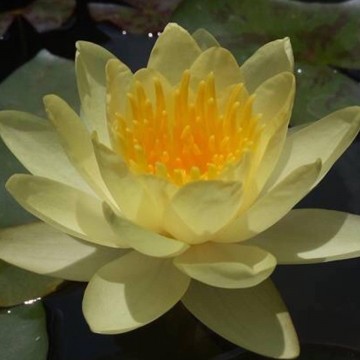 Nymphaea moorei matthijs plantenpaleis waterlelies 1