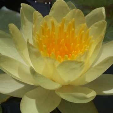 Nymphaea moorei matthijs plantenpaleis waterlelies 2