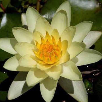 Nymphaea moorei matthijs plantenpaleis waterlelies 3