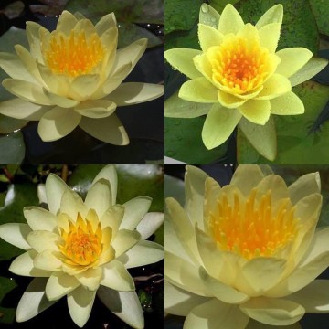Nymphaea moorei matthijs plantenpaleis waterlelies 4