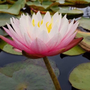 Nymphaea myra  matthijs plantenpaleis 1