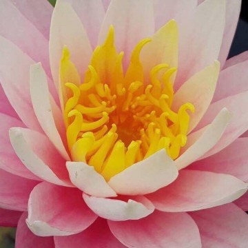 Nymphaea myra  matthijs plantenpaleis 2