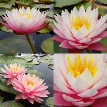 Nymphaea myra  matthijs plantenpaleis 4