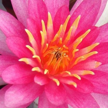 Nymphaea newton matthijs plantenpaleis waterlilies 1 2