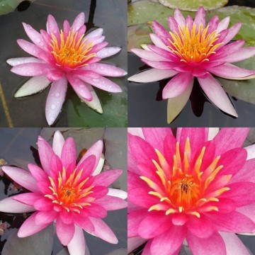 Nymphaea newton matthijs plantenpaleis waterlilies 1 4