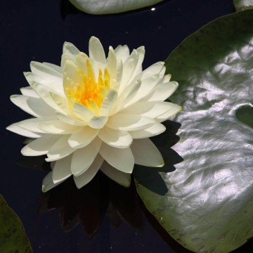 Nymphaea perrys super yellow   matthijs plantenpaleis   matthijs waterlelies 2