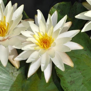 Nymphaea perrys super yellow   matthijs plantenpaleis   matthijs waterlelies 3