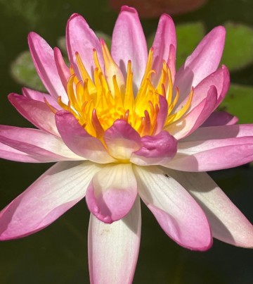 Nymphaea pink explosian   matthijs plantenpaleis waterlelies 1