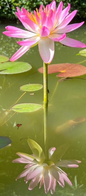 Nymphaea pink explosian   matthijs plantenpaleis waterlelies 2