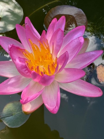 Nymphaea pink explosian   matthijs plantenpaleis waterlelies 3