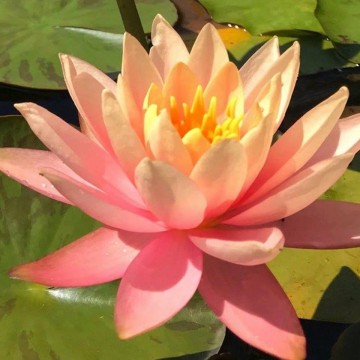 Nymphaea pink grapefruit   matthijs plantenpaleis waterlelies 1