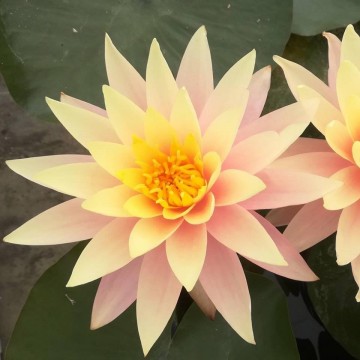 Nymphaea pink grapefruit   matthijs plantenpaleis waterlelies 2