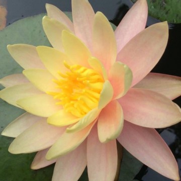Nymphaea pink grapefruit   matthijs plantenpaleis waterlelies 3
