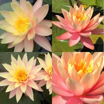 Nymphaea pink grapefruit   matthijs plantenpaleis waterlelies 4