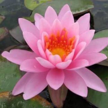 Nymphaea princess elisabeth matthijs plantenpaleis waterlelies 1