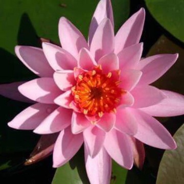 Nymphaea princess elisabeth matthijs plantenpaleis waterlelies 2