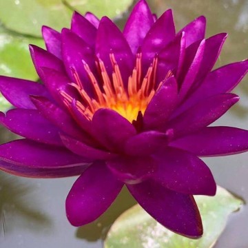 Nymphaea purple fantasy matthijs plantenpaleis 1