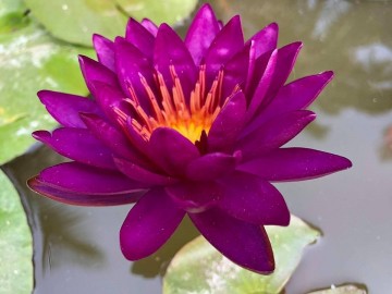 Nymphaea purple fantasy matthijs plantenpaleis 2