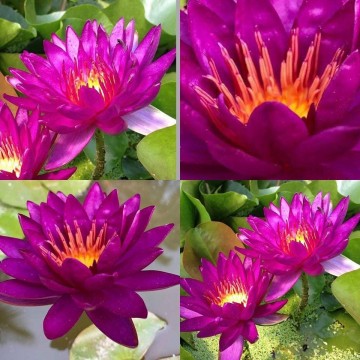 Nymphaea purple fantasy matthijs plantenpaleis 3