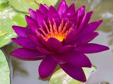Nymphaea purple fantasy matthijs plantenpaleis 4