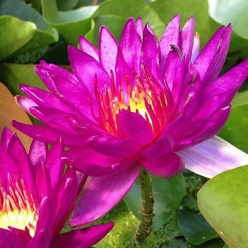 Nymphaea purple fantasy matthijs plantenpaleis 5