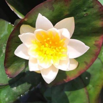 Nymphaea pygmaea alba 2