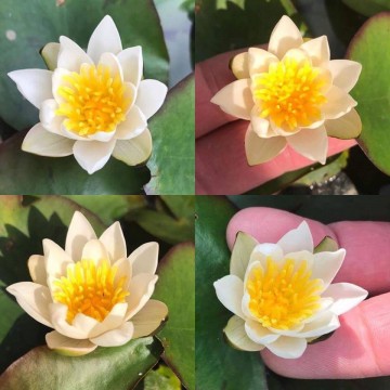 Nymphaea pygmaea alba 3