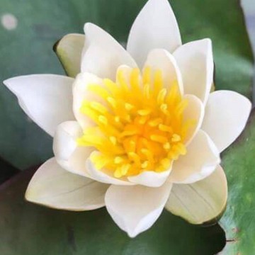 Nymphaea pygmaea alba 4