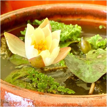 Nymphaea pygmaea hybride matthijs hazeleger waterlelies   de grote tuinverbouwing   matthijs plantenpaleis