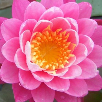 Nymphaea siam lucky  matthijs plantenpaleis waterlilies 1 2