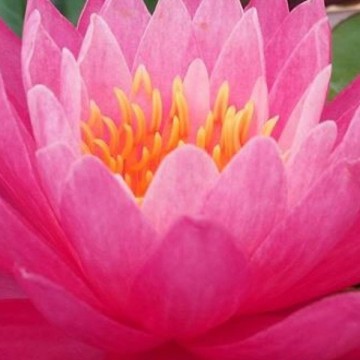 Nymphaea siam lucky  matthijs plantenpaleis waterlilies 1 4