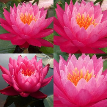 Nymphaea siam lucky  matthijs plantenpaleis waterlilies 1 5