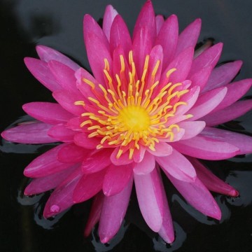 Nymphaea siriporn  matthijs plantenpaleis water lilies 1 1