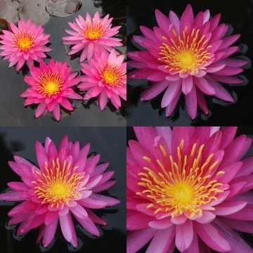 Nymphaea siriporn  matthijs plantenpaleis water lilies 1 2