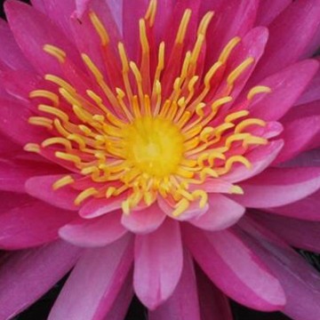 Nymphaea siriporn  matthijs plantenpaleis water lilies 1 5