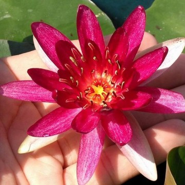 Nymphaea sirius    matthijs hazeleger waterlelies   de grote tuinverbouwing   matthijs plantenpaleis 2